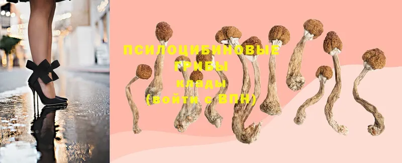 Галлюциногенные грибы Psilocybine cubensis Кашин